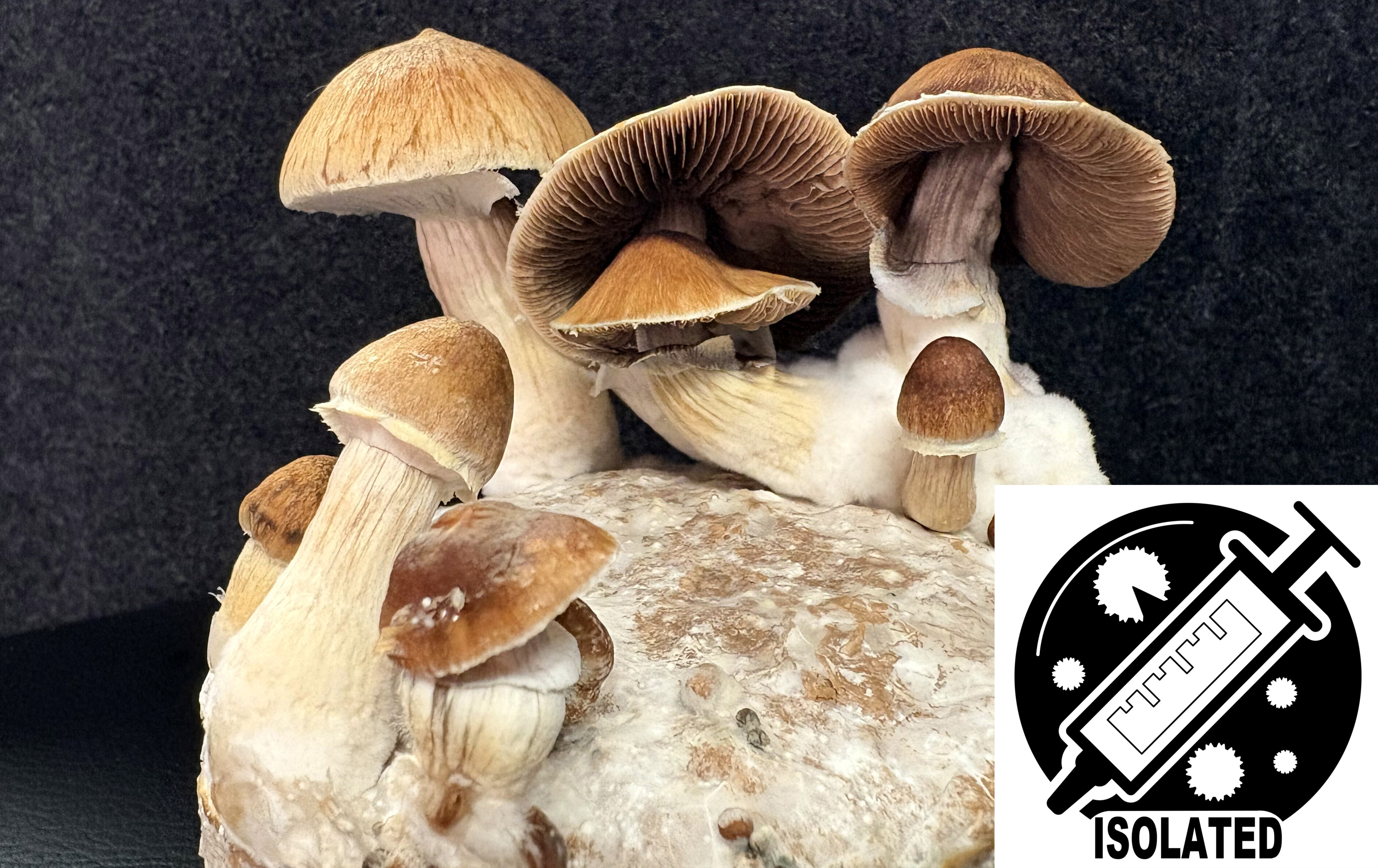 Psilocybe cubensis : Jedi Mind Fuck Spore Isolate Syringe